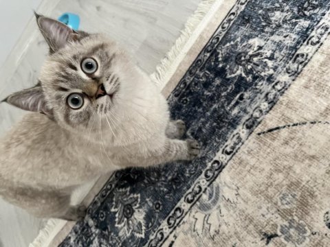 British longhair çok sevecen kedimiz