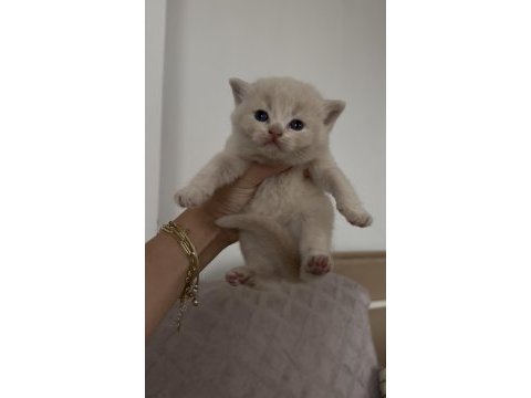 British shorthair kedisi