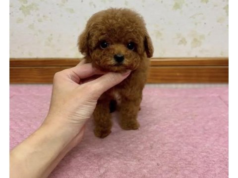 Toy poodle yavrular