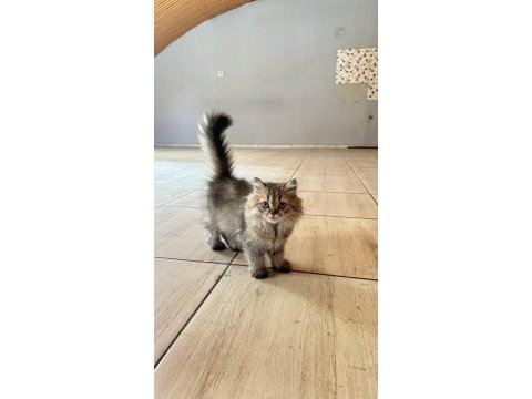 British longhair yavrularımız yuvalarını arıyor