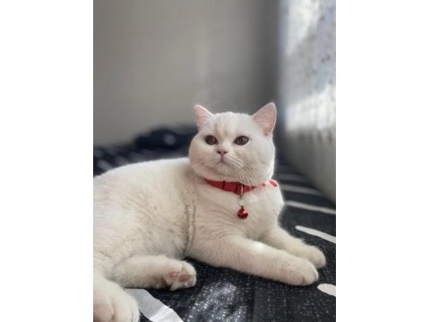 British shorthair kızımıza yuva arıyoruz