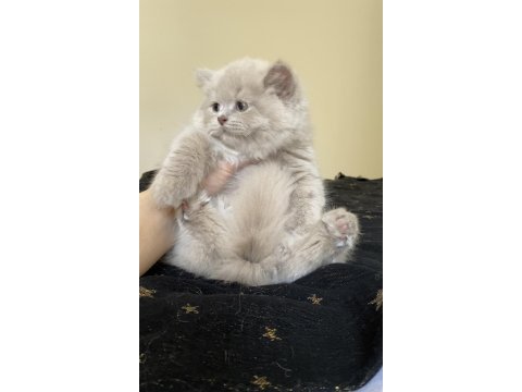 Safkan british longhair lilac solid son kızımız