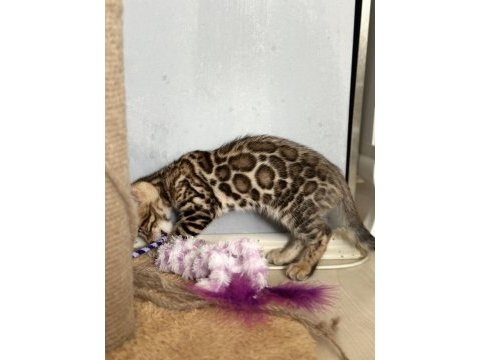 Show wcf bengal kittens