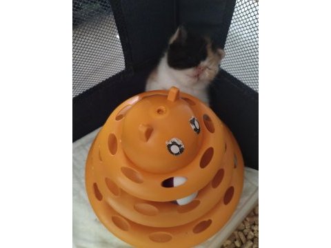 Exotic shorthair ve exotic longhair kedisi