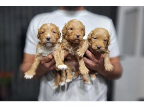 Renk güzeli red maltipoo yavrular