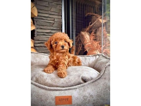 Toy poodle red brown