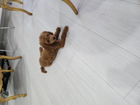 Safkan medium poodle yavru 4 aylık sağlıklı oyuncu