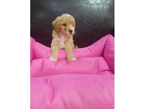 İnanılmaz güzellikte maltipoo yavrular