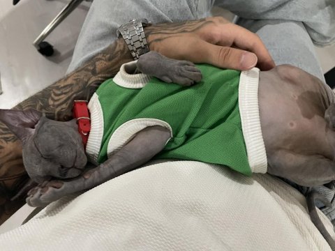 Orijinal 3 aylık erkek sphynx