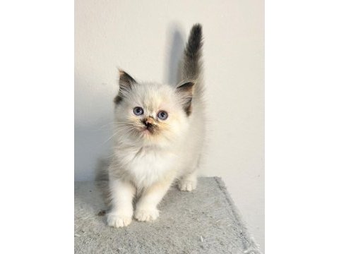 Seal tortie mitted ragdoll yavrular