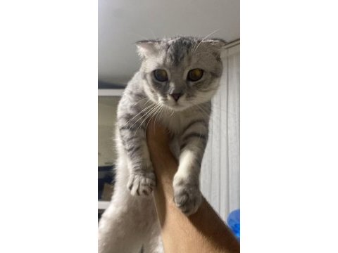 Scottish fold