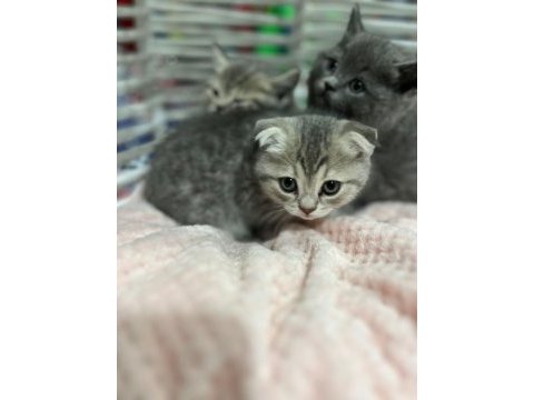 En özel scottish fold yavrularımız