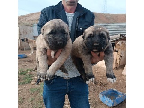 Kangal köpeği yavruları yeni evini arıyor