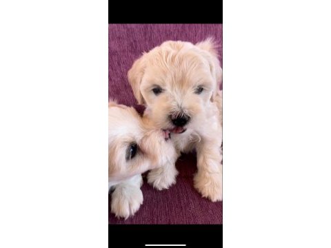 Terrier yavrularımız