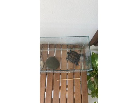 5 yaşında su kaplumbağası