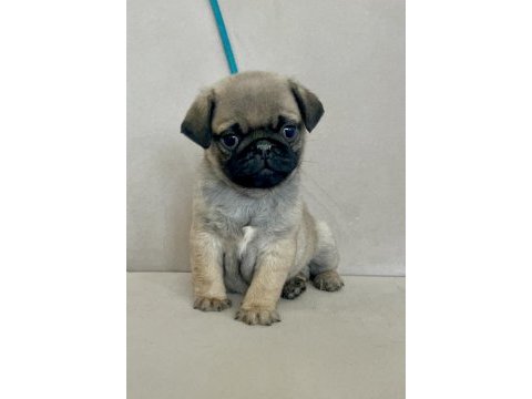 Erkek pug yavrumuz yeni ailesini arıyor