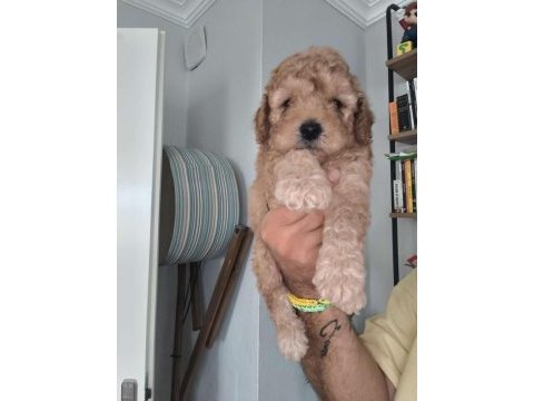 Maltipoo bebekler
