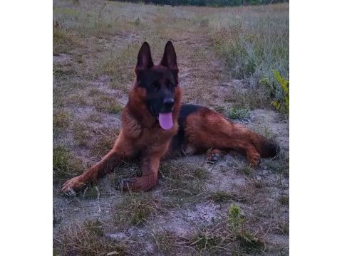 Safkan genç erkek alman çoban köpeği