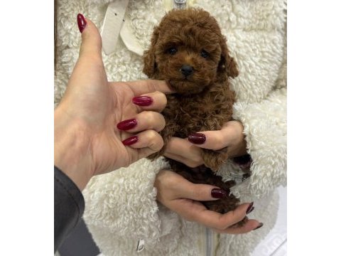 Kore poodle