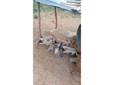 2 adet 6 aylık yavru kangallar