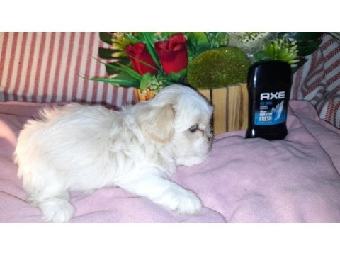 Shih tzu bebeklerimiz