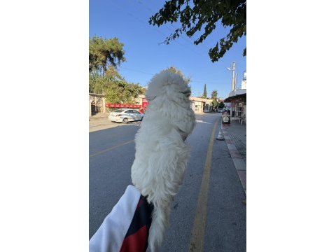 Üst kalite aşılı dişi maltipoo yavrumuz
