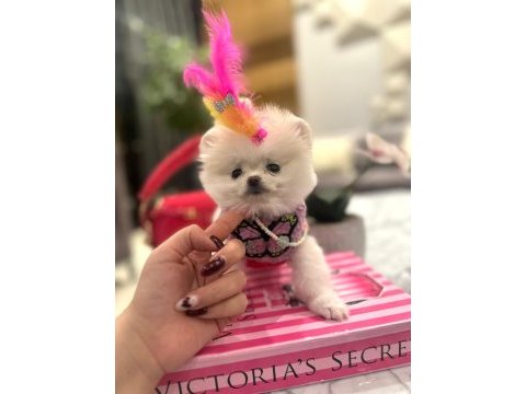 Evinize mutluluk getirecek minicik yavru köpekler