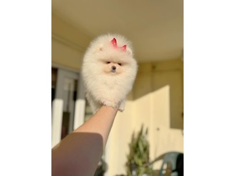 Mini boy teacup dişi pomeranian boo