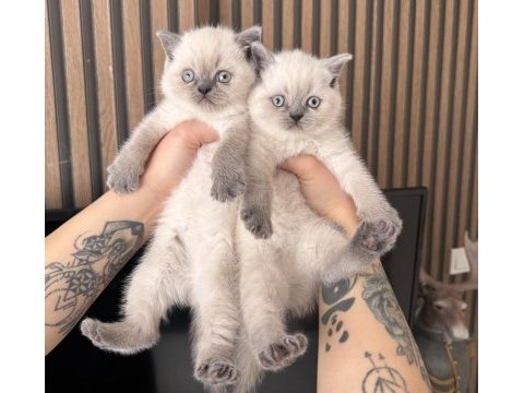Safkan bluepoint british shorthair yavrular