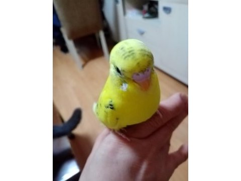 Ev uretımı ele alıstırmalık yavrular