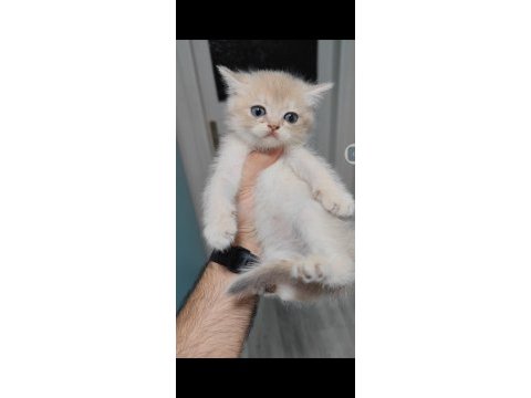British shorthair kedisi