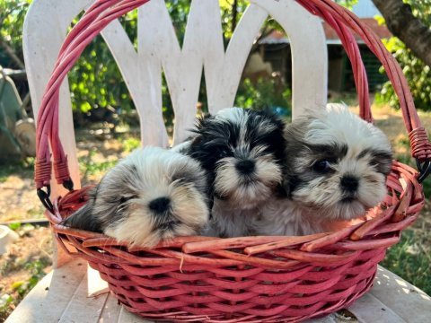 Baby face shih tzu yavrularımız