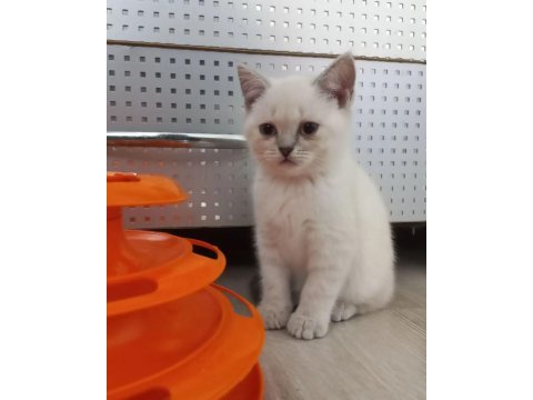 Yavru british shorthair kediler