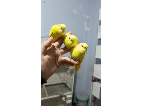 Kırmızı göz yavru muhabbet kuşları