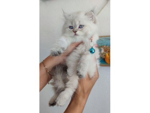 Dünyalar güzeli minik scottish fold kızımız