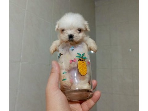 Korea tea cup sadece 270 gram maltese
