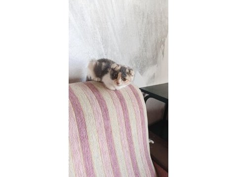 2.5 aylık scottish fold