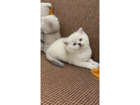 Efsane güzellikte bebek kediler