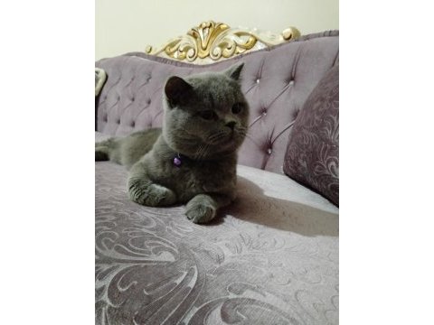 British shorthair boncuk yeni yuvasını arıyor