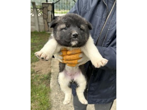 Amerikan akita yavrularım