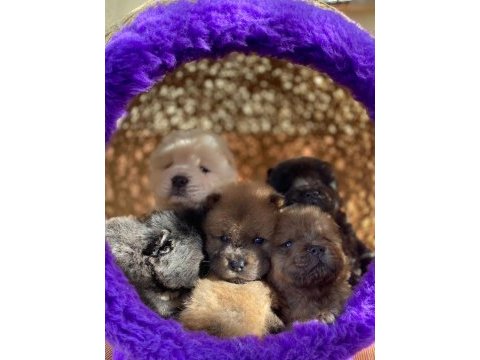 Mükemmel kalitede chow chow yavrular