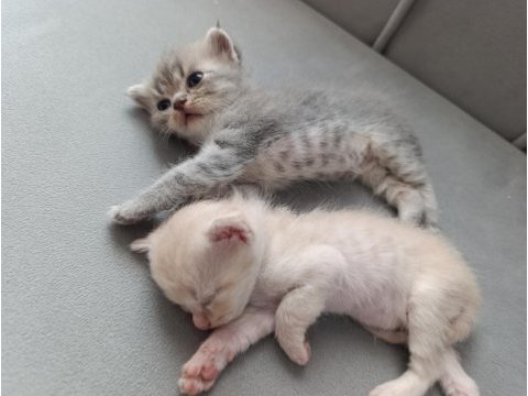 Scottish fold kedisi