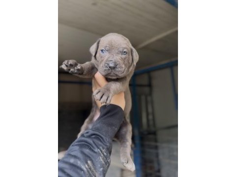 Üst kalite cane corso yavruları