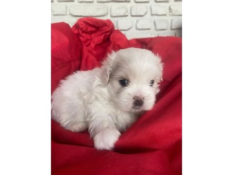 3 bebek köpeğimize yuva arıyoruz