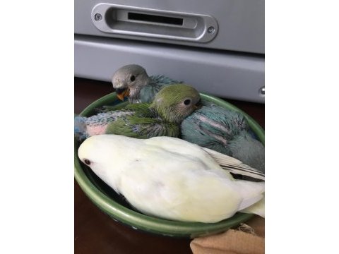 1 buçuk yaşında dişi genç yumurta görmüş kuşumuz