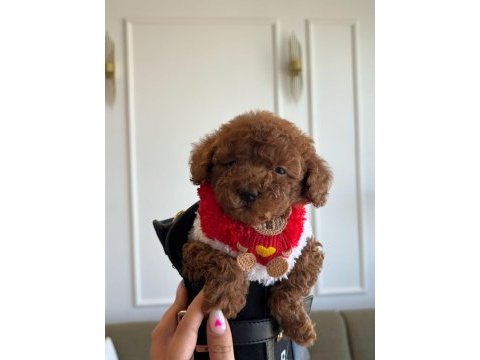Tatlı poodle kızım hera