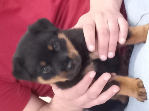 Saf yavru iki aylık garantili erkek rottweiler