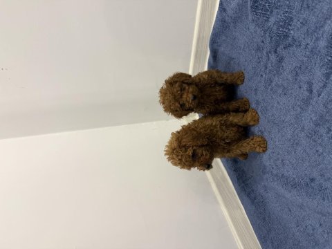 Ev ortamından toy poodle yavrular