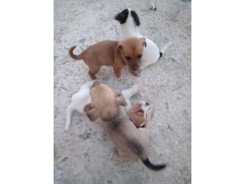 Jack russell × pekinez yavruları