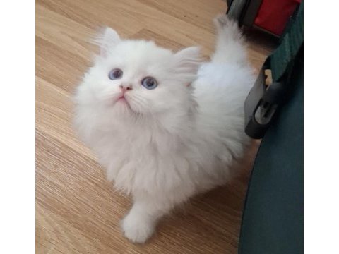 Longhair ve shorthair dişi-erkek yavru kedilerimiz